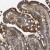 Immunohistochemistry-Paraffin: HSD17B12 Antibody [NBP1-81567] - Immunohistochemical staining of human duodenum shows strong cytoplasmic positivity in glandular cells.